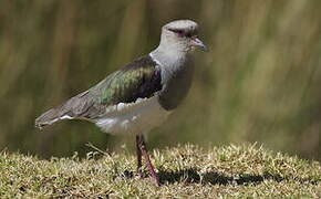 Andean Lapwing