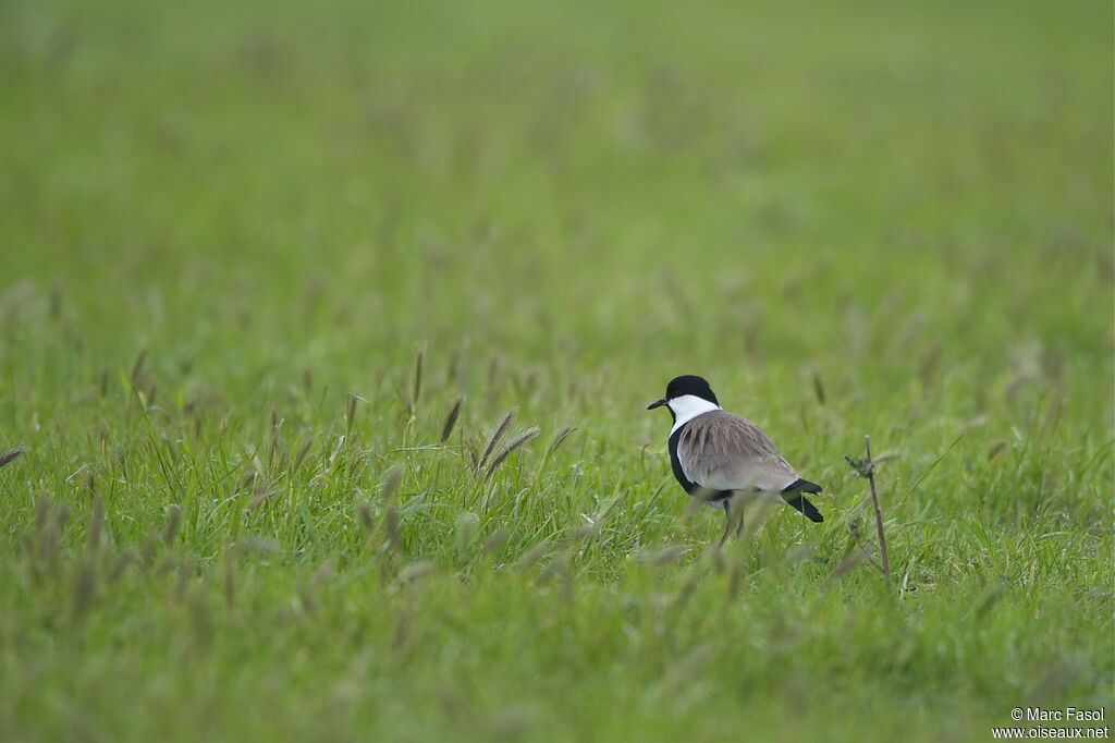 Spur-winged Lapwingadult breeding, identification