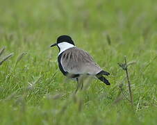 Spur-winged Lapwing