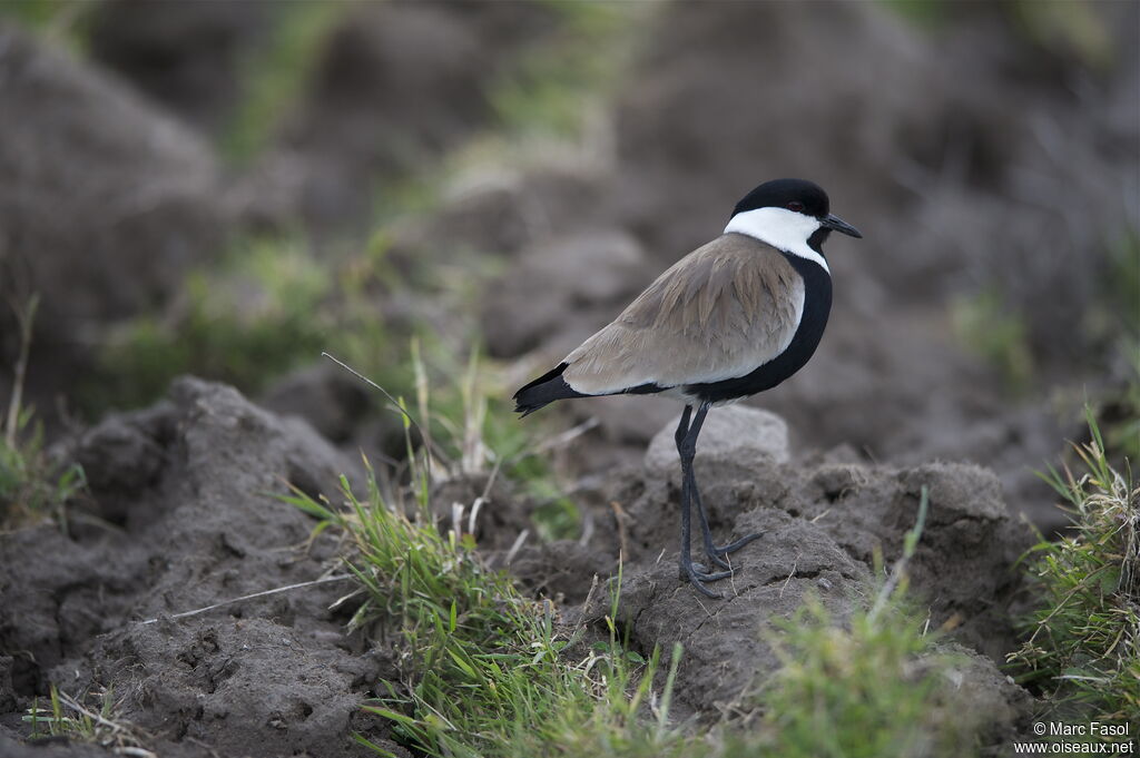 Spur-winged Lapwingadult breeding, identification