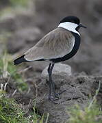 Spur-winged Lapwing