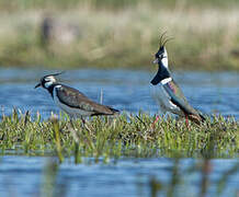 Northern Lapwing