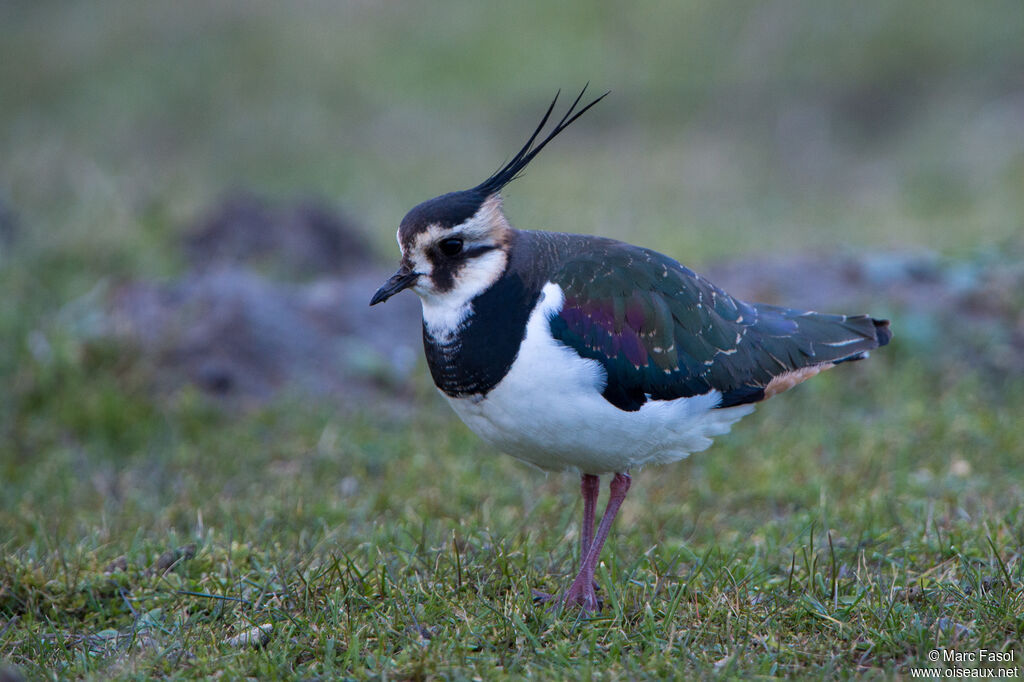 Vanneau huppésubadulte, identification, marche