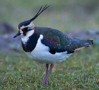 Northern Lapwing