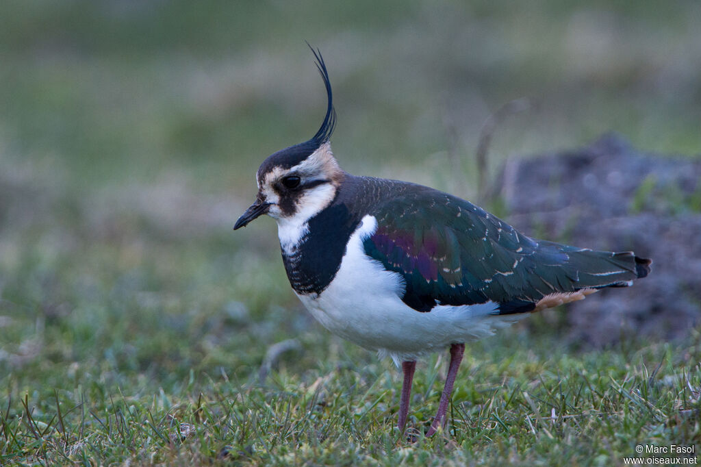 Vanneau huppésubadulte, identification, marche