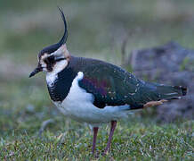 Northern Lapwing