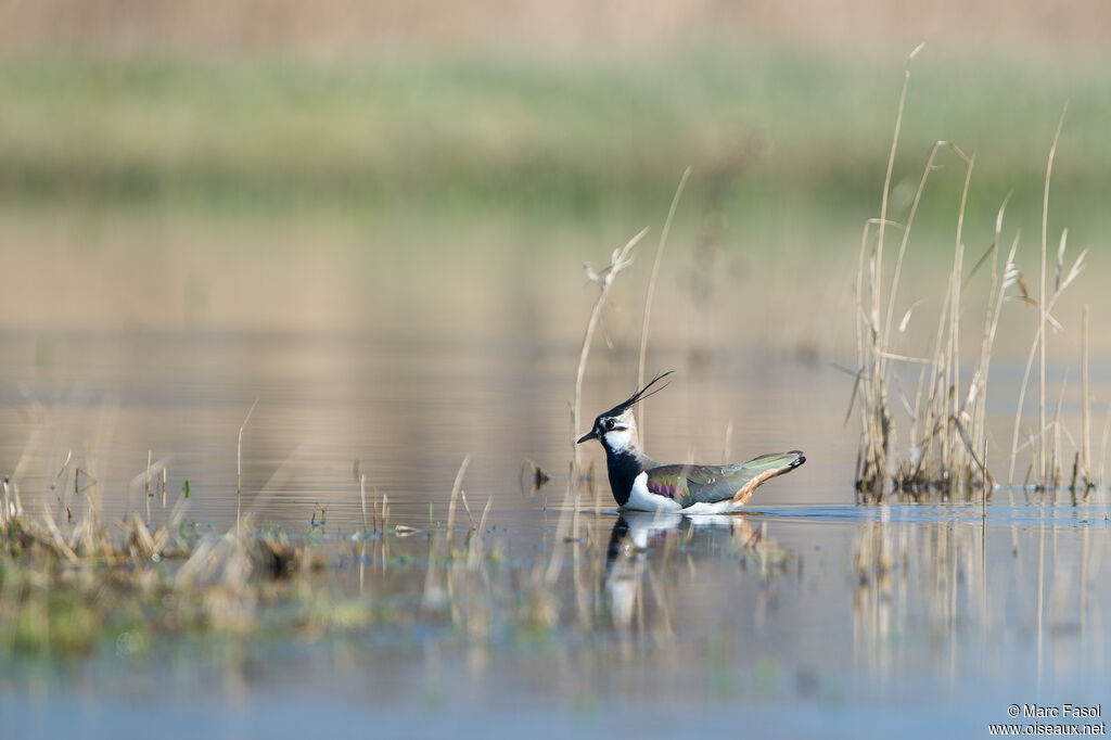 Northern Lapwingadult breeding, identification