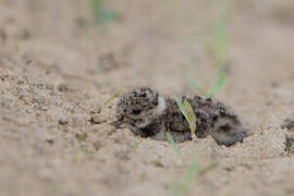 Northern Lapwing