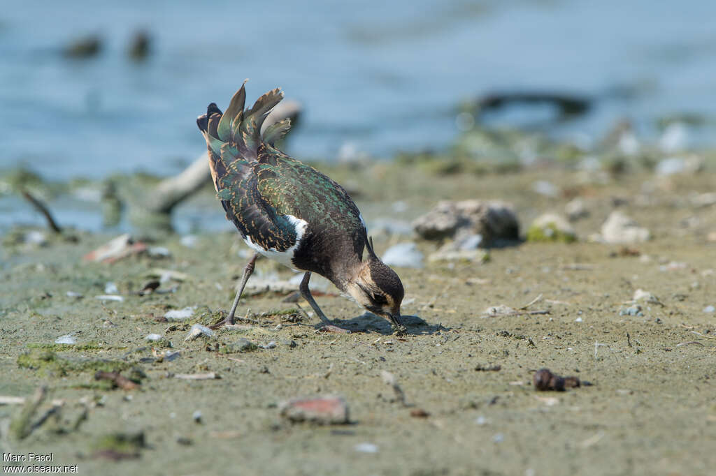 Northern Lapwingjuvenile, pigmentation, fishing/hunting, eats