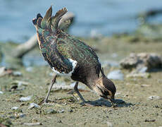 Northern Lapwing