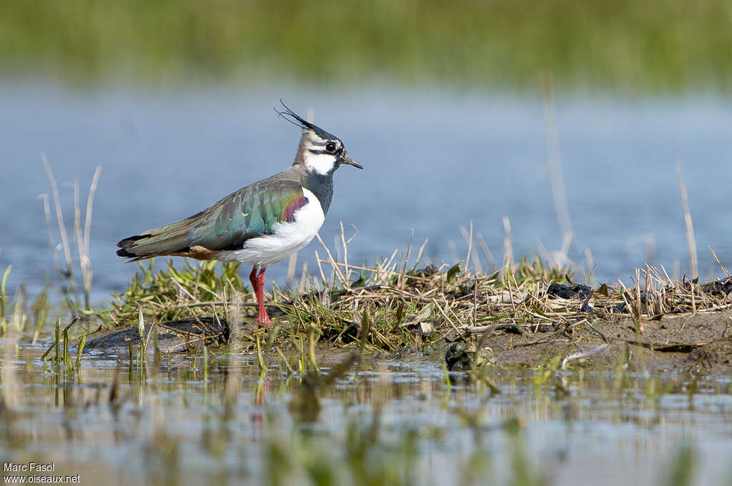 Northern Lapwing male adult breeding, identification