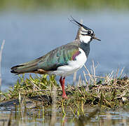 Northern Lapwing