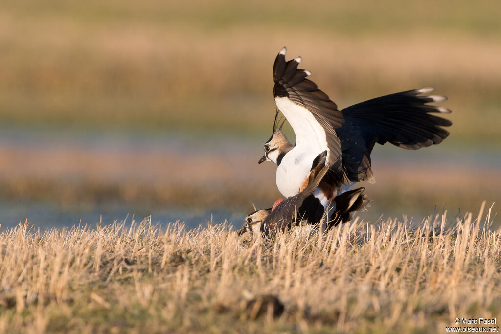 Northern Lapwingadult, mating., Reproduction-nesting