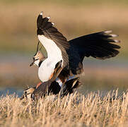 Northern Lapwing