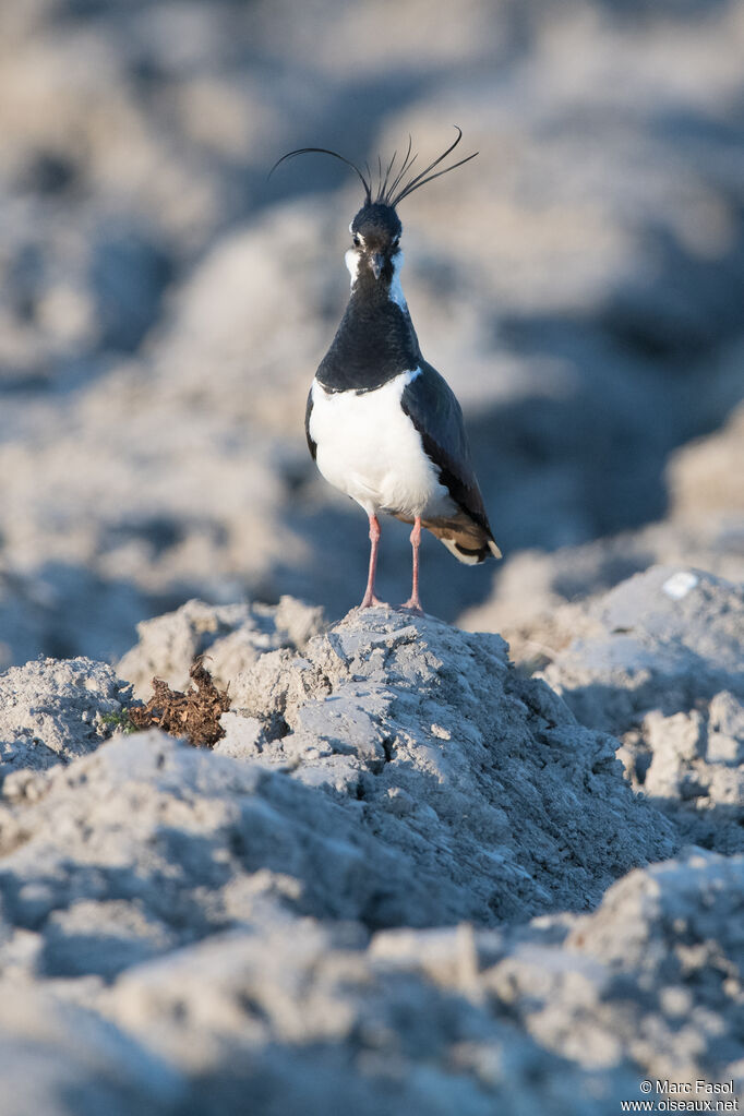 Northern Lapwing male adult breeding, identification