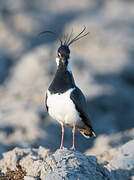 Northern Lapwing