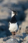 Northern Lapwing