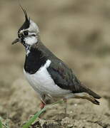 Northern Lapwing