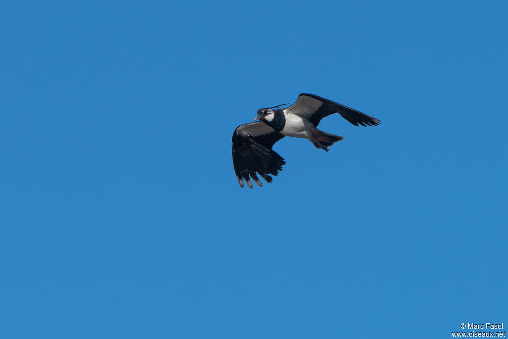 Northern Lapwingadult breeding, identification, Flight