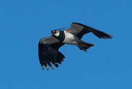 Northern Lapwing