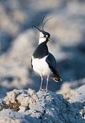 Northern Lapwing