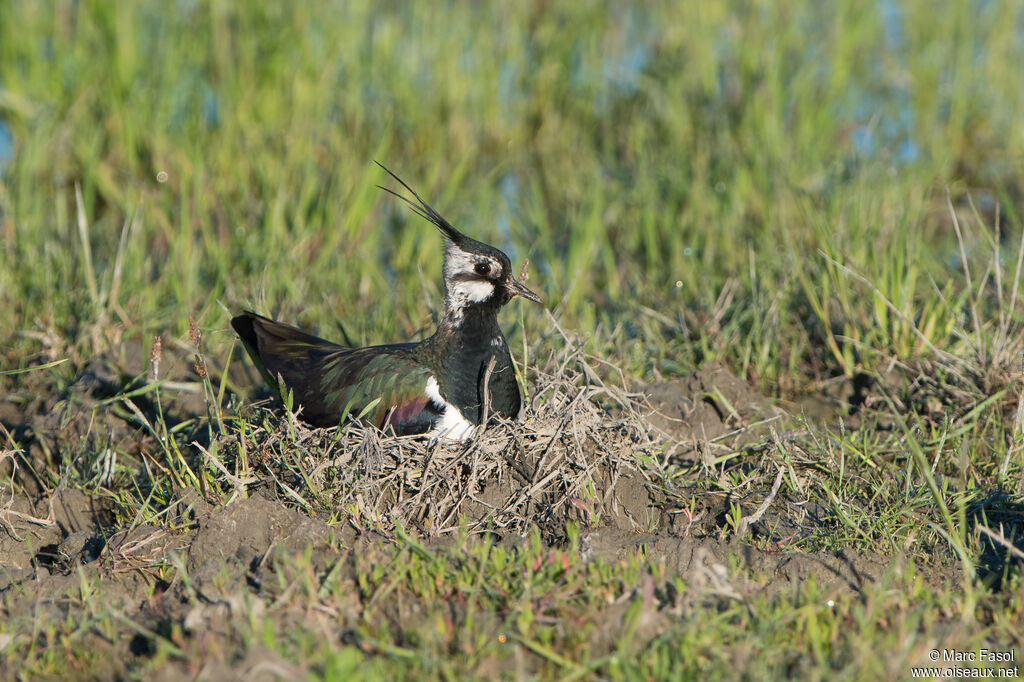 Northern Lapwing female adult breeding, Reproduction-nesting