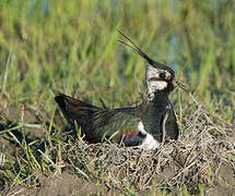 Northern Lapwing