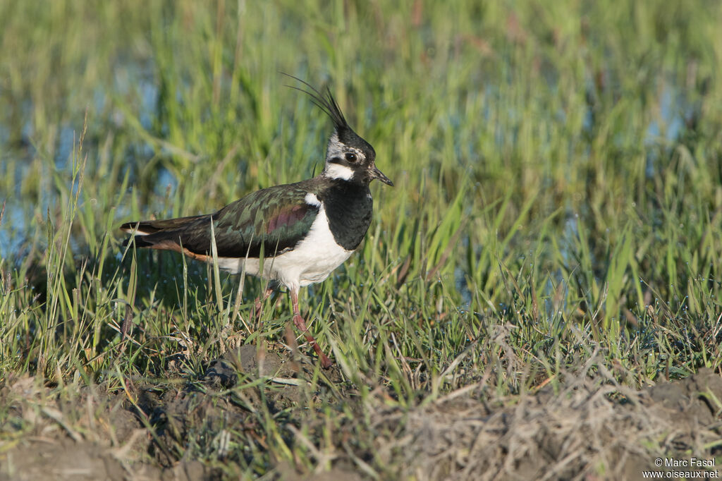 Northern Lapwing female adult