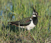 Northern Lapwing