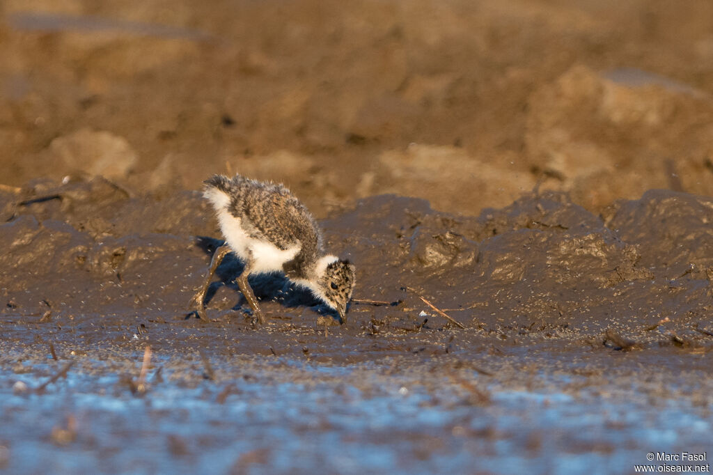 Northern LapwingPoussin, identification, eats