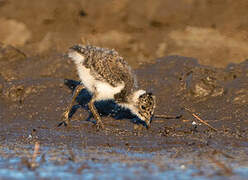 Northern Lapwing