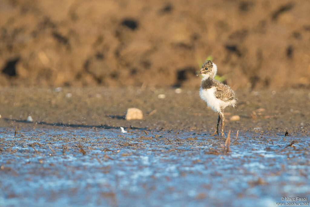 Vanneau huppéPoussin, identification