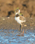 Northern Lapwing