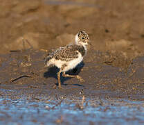 Northern Lapwing