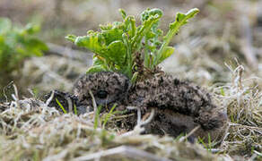 Northern Lapwing