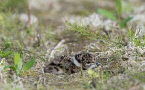 Northern Lapwing