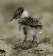 Northern Lapwing