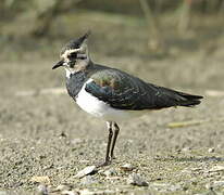 Northern Lapwing