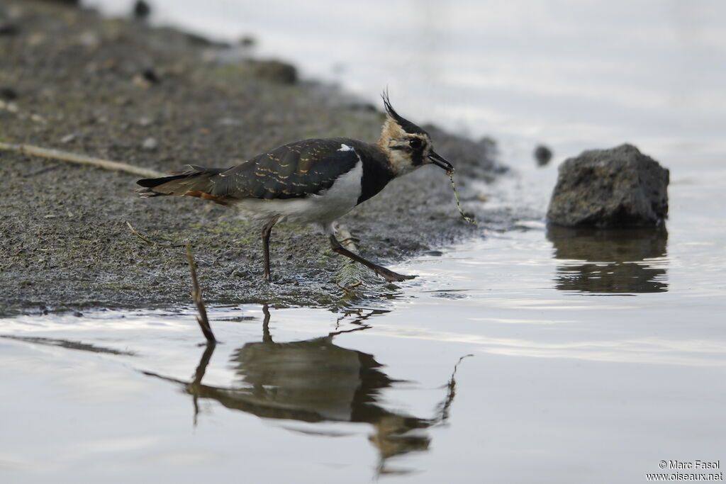 Northern LapwingFirst year, feeding habits