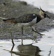 Northern Lapwing