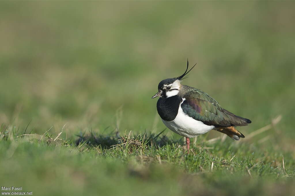 Northern Lapwing male adult breeding, identification