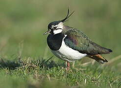 Northern Lapwing