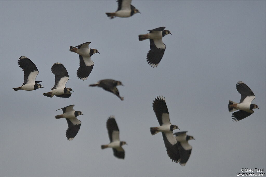 Northern Lapwing, identification, Flight, Behaviour