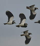 Northern Lapwing