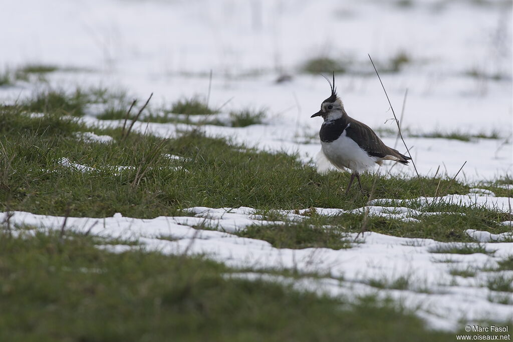 Northern Lapwingadult post breeding, identification