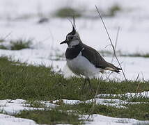 Northern Lapwing