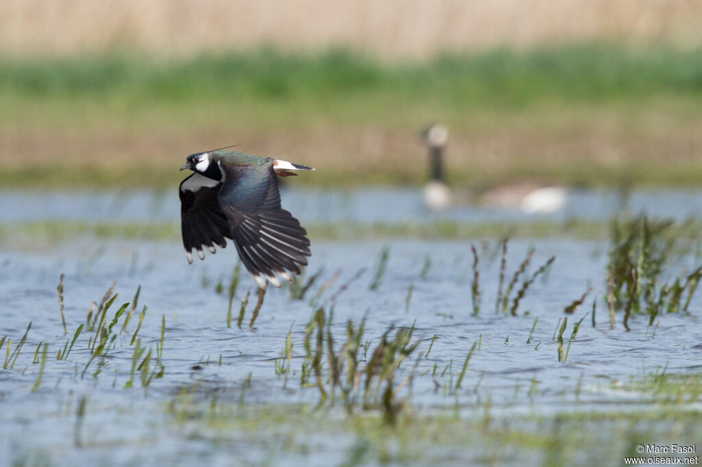 Northern Lapwingadult breeding, identification, Flight, courting display