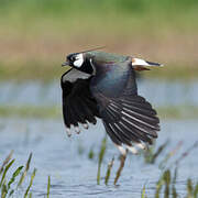 Northern Lapwing