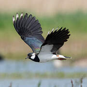 Northern Lapwing