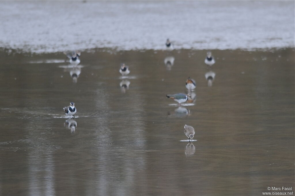 Sociable Lapwingjuvenile, identification